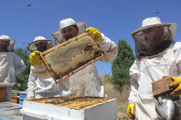 Foto - Bal üretiminin zirvesindeydi! Bu yıl rekolte düştü