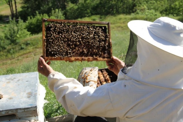 Foto - Bal ve tuz karışımının muhteşem etkisi