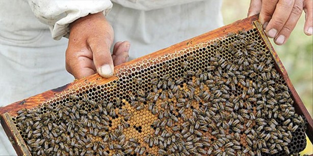 Foto - Bal ve tuz karışımının muhteşem etkisi