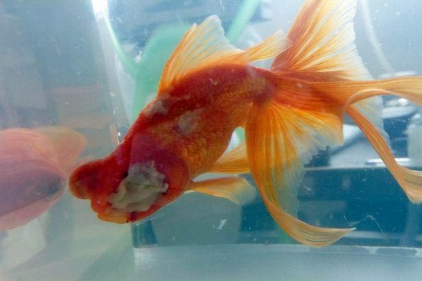 Foto - Balığa tümör ameliyatı yaptılar