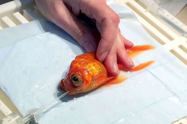 Foto - Balığa tümör ameliyatı yaptılar