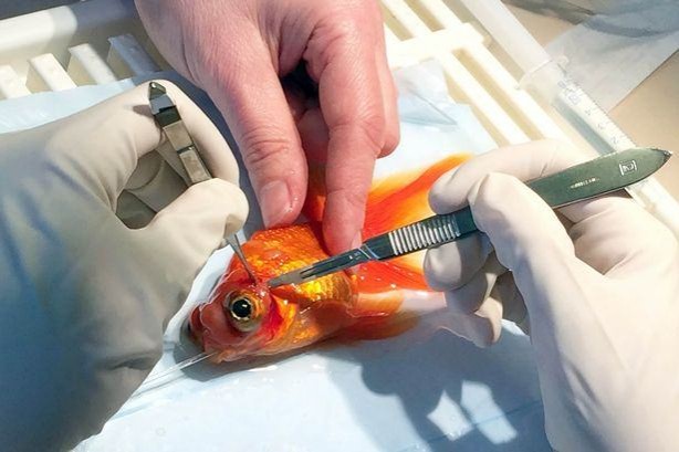 Balığa tümör ameliyatı yaptılar