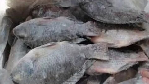Foto - Balığı derin dondurucuda saklayanlar dikkat! İşte püf noktaları…