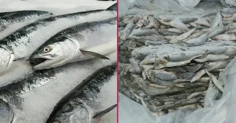 Foto - Balığı derin dondurucuda saklayanlar dikkat! İşte püf noktaları…