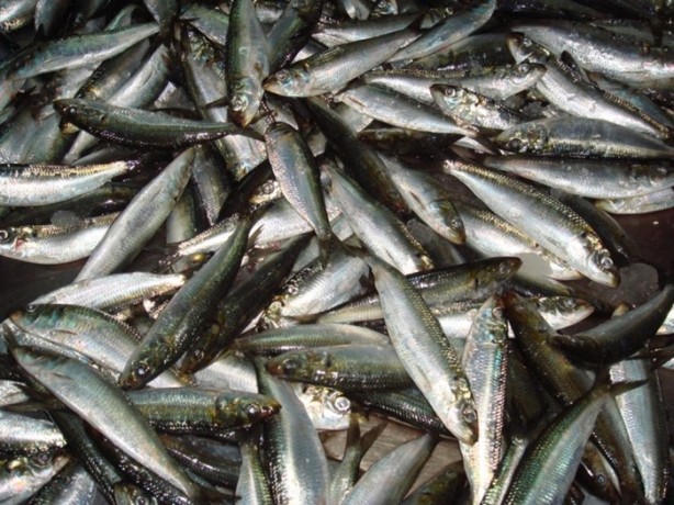 Foto - Balığın bayat olup olmadığı nasıl anlaşılır?