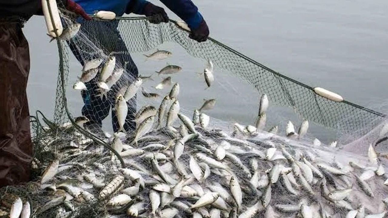 Foto - Balık bağışıklık sistemini güçlendirir: Omega-3 açısından zengin, bilen çok az... Kapış kapış satılıyor! 