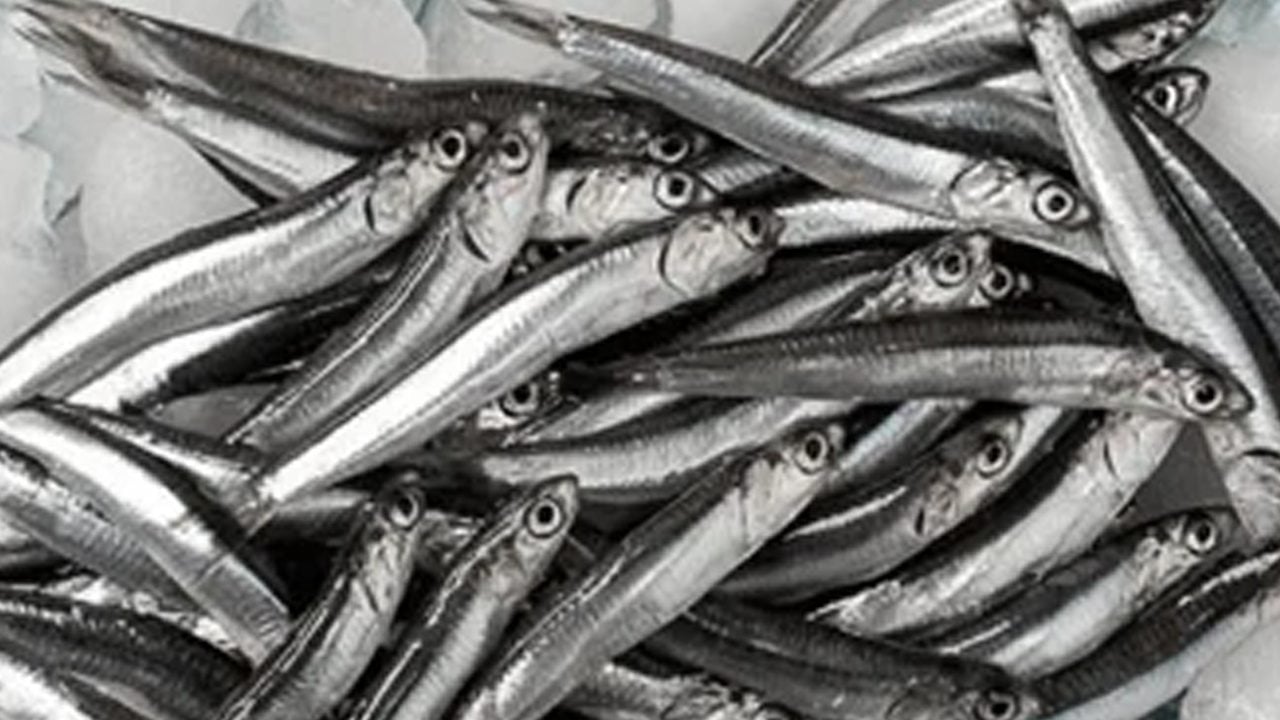 Balık bağışıklık sistemini güçlendirir: Omega-3 açısından zengin, bilen çok az... Kapış kapış satılıyor! 