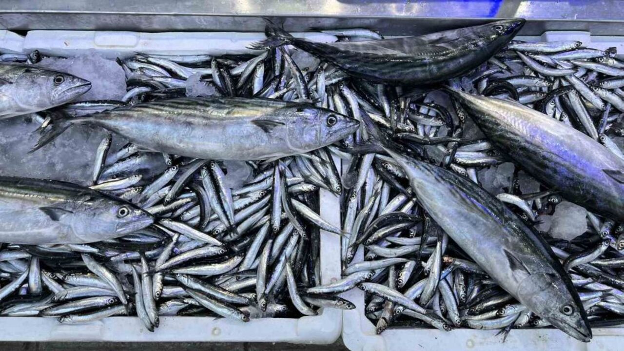 Foto - Balık bol, fiyatlar uçuk!