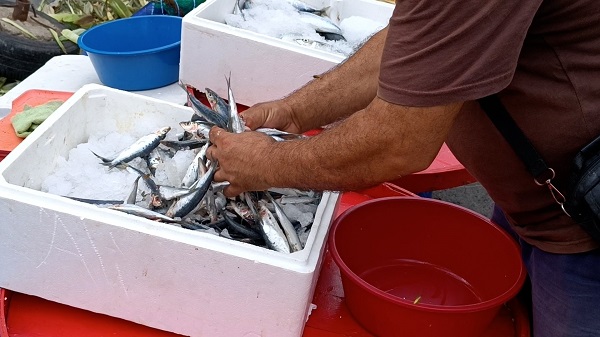 Foto - Balık fiyatları düştü mü?