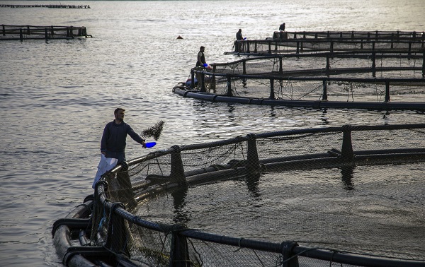 Foto - Balık ihracatı 1 milyar doları geçti