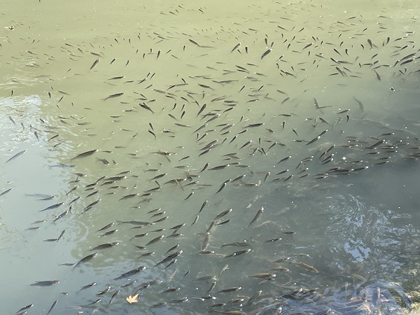 Foto - Balık ölümleri herkesi kaygılandırdı