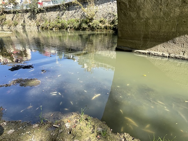 Foto - Balık ölümleri herkesi kaygılandırdı