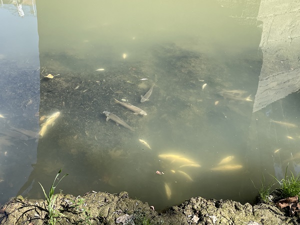 Foto - Balık ölümleri herkesi kaygılandırdı