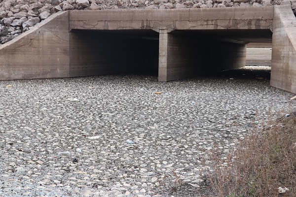 Foto - Balık ölümleri korkuttu! Araştırma başladı
