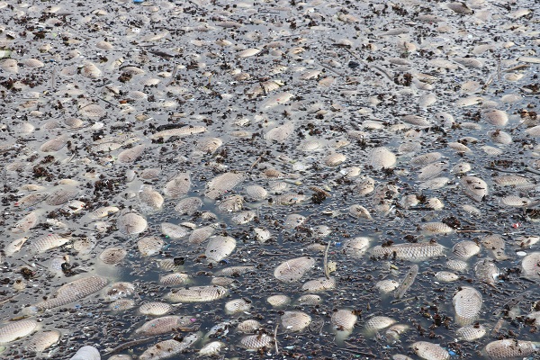 Foto - Balık ölümleri korkuttu! Araştırma başladı