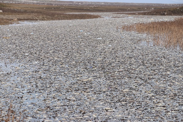 Foto - Balık ölümleri korkuttu! Araştırma başladı
