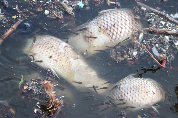 Foto - Balık ölümleri korkuttu! Araştırma başladı