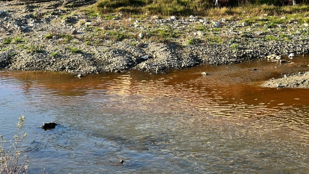 Foto - Balık ölümleri yaşanmıştı! Tereddüt eden görüntüye para cezası