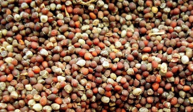 Foto - Balık sevmeyenlere Omega-3 içeren gıda tavsiyesi 