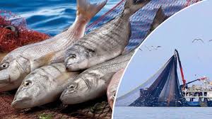 Foto - Balık sezonu başladı: Binbir şifa var, sağlık deposu! İşte eylül ayında tüketilecek balıklar ve faydaları nelerdir?