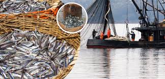 Foto - Balık sezonu başladı: Binbir şifa var, sağlık deposu! İşte eylül ayında tüketilecek balıklar ve faydaları nelerdir?