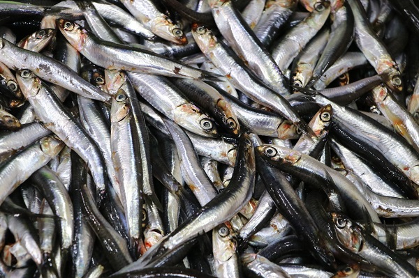 Foto - Balık tüketenler dikkat! Balıklarla ilgili korkutan açıklama