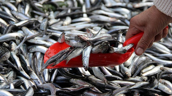 Foto - Balık tüketenler dikkat! Balıklarla ilgili korkutan açıklama