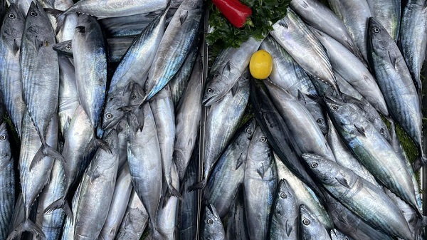 Foto - Balık tüketenler dikkat! Balıklarla ilgili korkutan açıklama