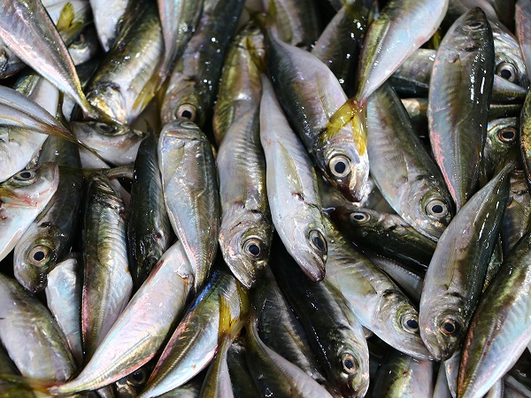 Foto - Balık tüketenler dikkat! Balıklarla ilgili korkutan açıklama