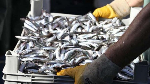 Foto - Balık yiyecekler dikkat! Bu hatayı sakın yapmayın