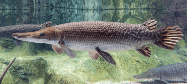 Foto - Balıkçı oltasına takıldı! Tarih öncesi yaratığı güçlükle yukarı çektiler! Araştırmacılar hemen bunu yaptı