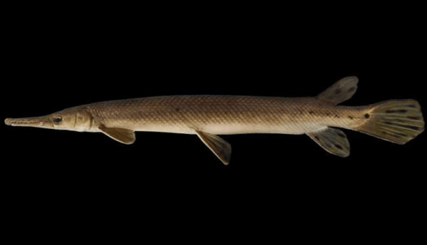 Foto - Balıkçı oltasına takıldı! Tarih öncesi yaratığı güçlükle yukarı çektiler! Araştırmacılar hemen bunu yaptı