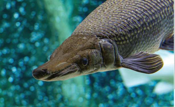Foto - Balıkçı oltasına takıldı! Tarih öncesi yaratığı güçlükle yukarı çektiler! Araştırmacılar hemen bunu yaptı
