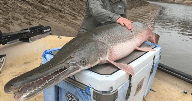 Foto - Balıkçı oltasına takıldı! Tarih öncesi yaratığı güçlükle yukarı çektiler! Araştırmacılar hemen bunu yaptı