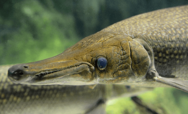 Foto - Balıkçı oltasına takıldı! Tarih öncesi yaratığı güçlükle yukarı çektiler! Araştırmacılar hemen bunu yaptı