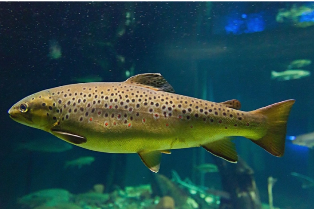 Foto - Balıkçı, tuttuğu balığı temizlemek için karnını yardı. Balığın karnından çıkan şey, balıkçı dahil tüm araştırmacıları hayrete düşürdü. Bilim açısından inanılmaz