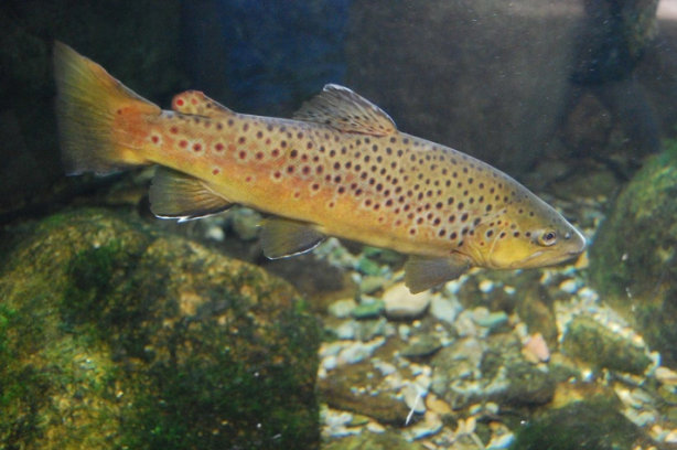Foto - Balıkçı, tuttuğu balığı temizlemek için karnını yardı. Balığın karnından çıkan şey, balıkçı dahil tüm araştırmacıları hayrete düşürdü. Bilim açısından inanılmaz