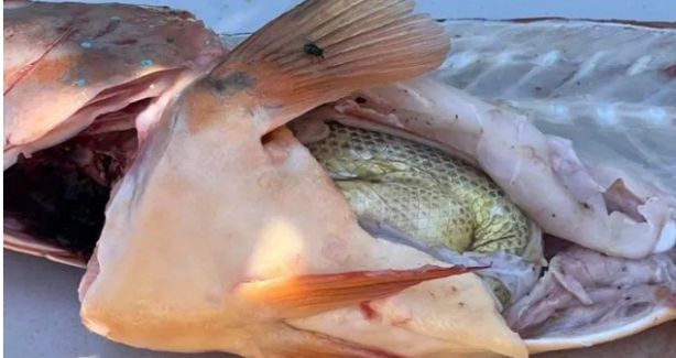Foto - Balıkçı, tuttuğu balığı temizlemek için karnını yardı. Balığın karnından çıkan şey, balıkçı dahil tüm araştırmacıları hayrete düşürdü. Bilim açısından inanılmaz