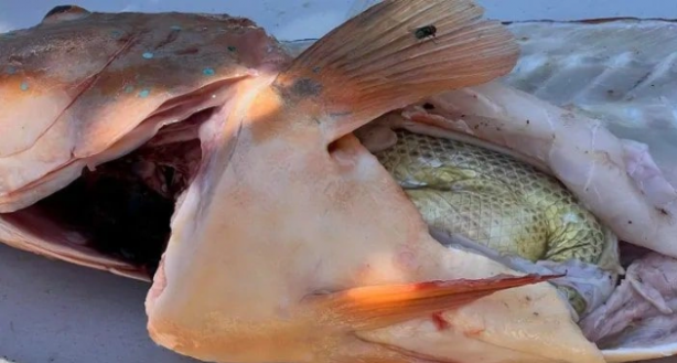 Foto - Balıkçı, tuttuğu balığı temizlemek için karnını yardı. Balığın karnından çıkan şey, balıkçı dahil tüm araştırmacıları hayrete düşürdü. Bilim açısından inanılmaz