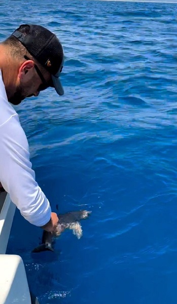 Foto - Balıkçılar gözlerine inanamadı! Antalya'da köpek balığı oltaya takıldı