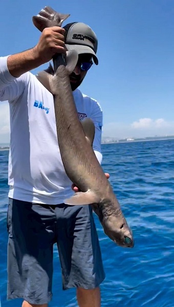 Foto - Balıkçılar gözlerine inanamadı! Antalya'da köpek balığı oltaya takıldı