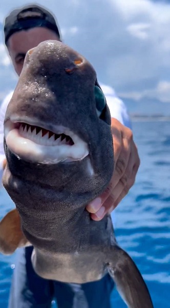 Foto - Balıkçılar gözlerine inanamadı! Antalya'da köpek balığı oltaya takıldı