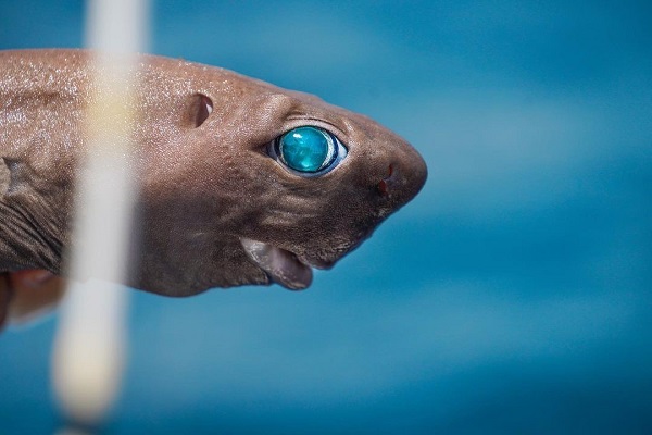 Foto - Balıkçılar gözlerine inanamadı! Antalya'da köpek balığı oltaya takıldı