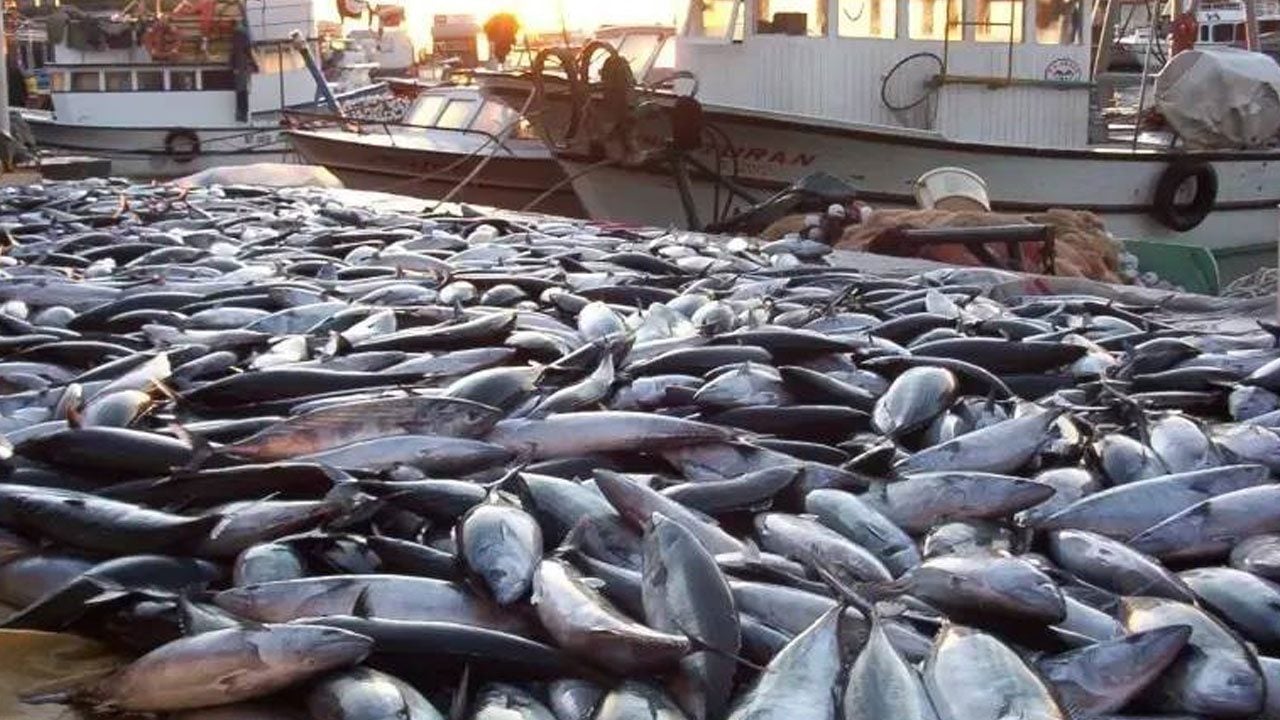 Foto - Balıkçılar koyacak yer bulamıyor! İstanbul'da bir kasa palamut yarım kilo kıyma fiyatına düştü