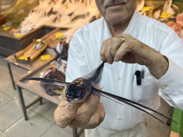 Foto - Balıkçılar şaşkın! Marmara'da uçan balık yakalandı