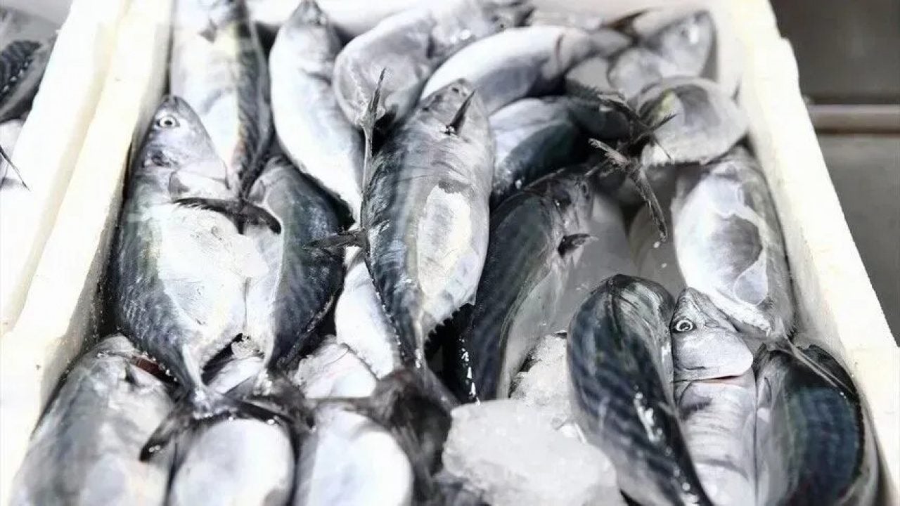 Foto - Balıkçılardan palamut için görülmemiş isyan: Çok ucuzladı, yasak getirilsin