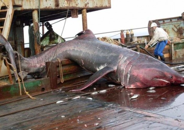 Foto - Balıkçıların ağına takıldı! Gözlerine inanamadılar
