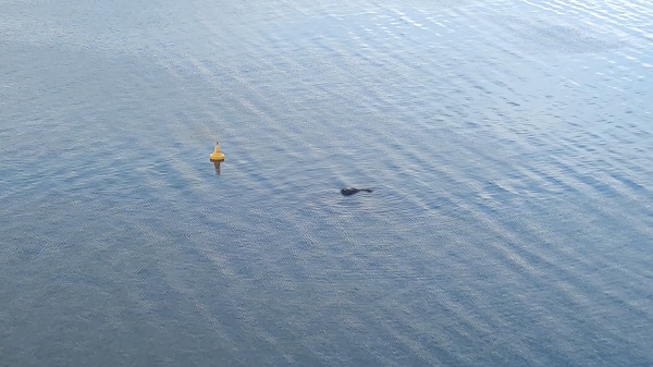 Foto - Balıkçıların korkulu rüyası oldu! Sular çekilmeye başlayınca ortaya çıktı
