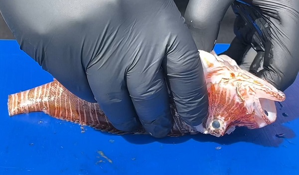 Foto - Balıkçıların korkulu rüyası şeflerin yeni favorisi oldu