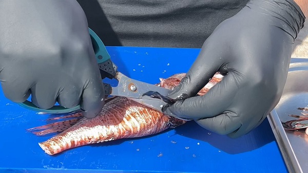 Foto - Balıkçıların korkulu rüyası şeflerin yeni favorisi oldu